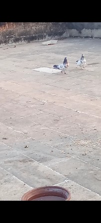 थंबनेल 3