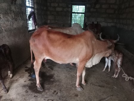 ગાય વેચવાની છે