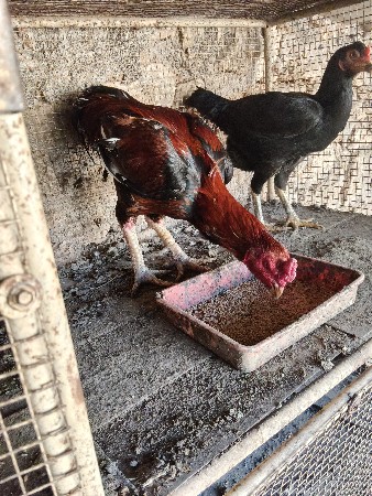 થંબનેલ 3