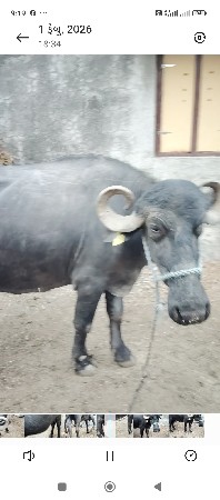 ભેસ વેચવાની સે