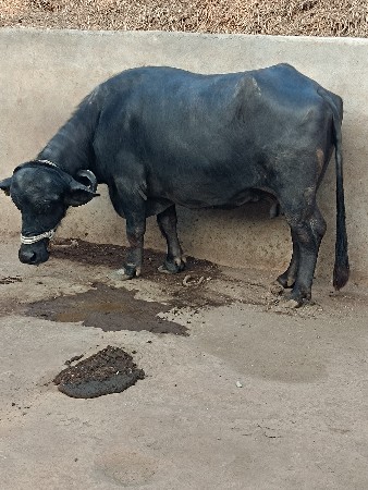 थंबनेल 2