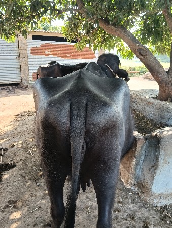 थंबनेल 2