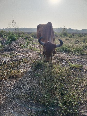 થંબનેલ 3