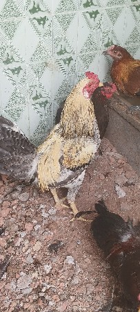 थंबनेल 3