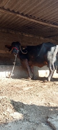 थंबनेल 4