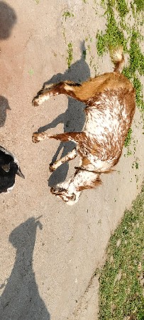 બકરો વેચવાનો છે