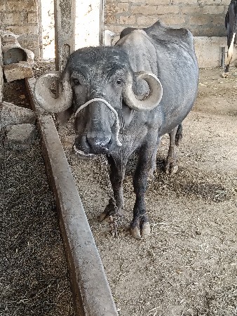 थंबनेल 2