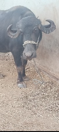 थंबनेल 3