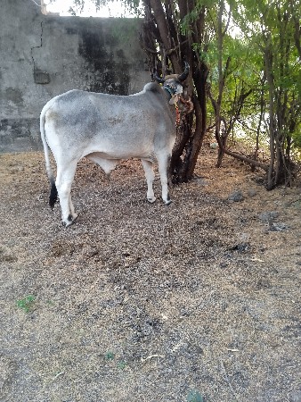 थंबनेल 3