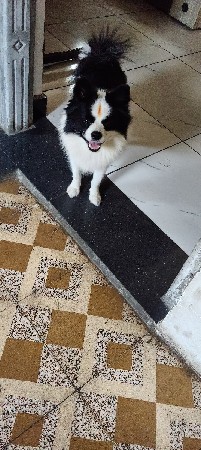 પામોલિયન ડોગ