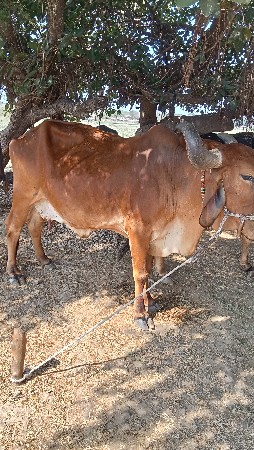 ગાય વેસવાની સે ચોથું વેતર