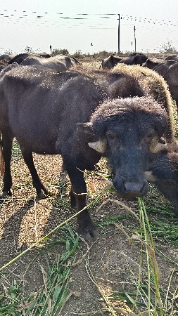 ખુરો છે બૈવરસ નોછે