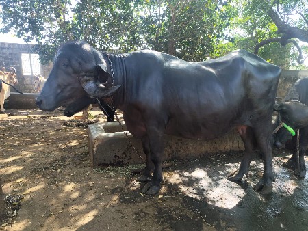 ભેસ  વેચવાની છે