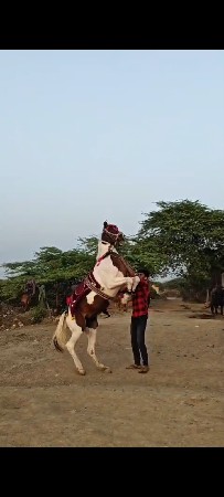 ધોડી વેચવાની છે