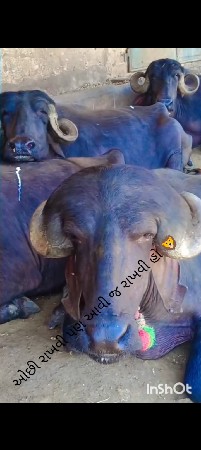 थंबनेल 3