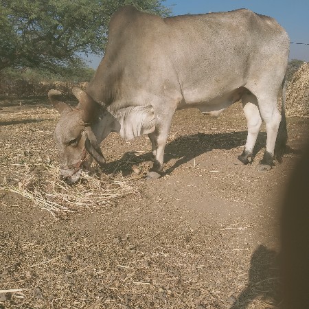 थंबनेल 3