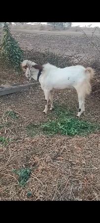 थंबनेल 2