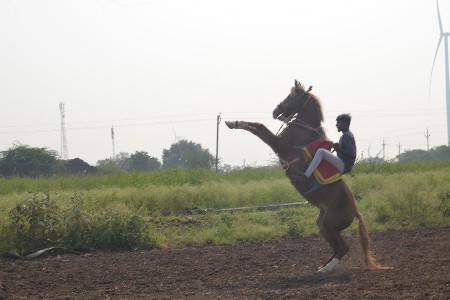 ઘોડી વેચવાની છે