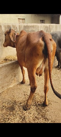 ગીર ગાય વેચવાની છે
