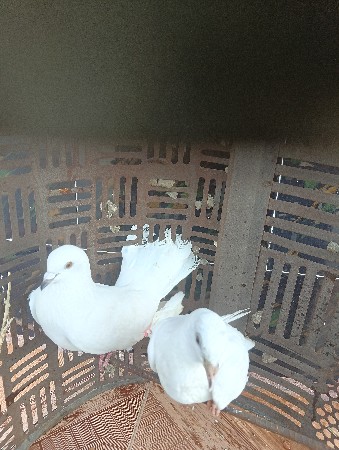 थंबनेल 2