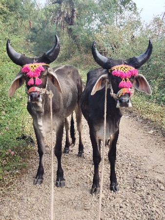 थंबनेल 3