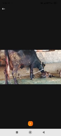 थंबनेल 6