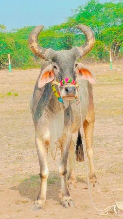 थंबनेल 2