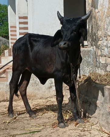 थंबनेल 2