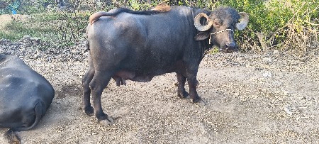 થંબનેલ 3