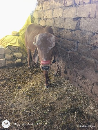 थंबनेल 3