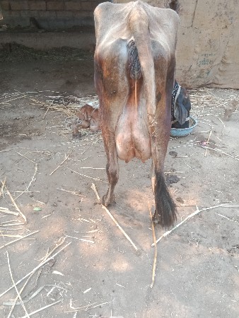 ગાય વેચવાની છે