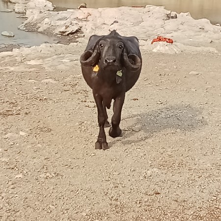 શખ્સ બે બોસ બે શબ્દ