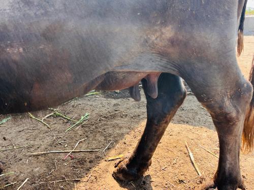 ભેંસ વેચવાની છે