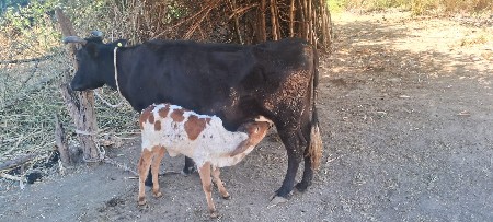 જર્સી ગાય પેલુ વેતર