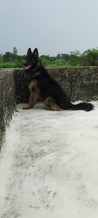 કૂતરો વેચવાનો છે.