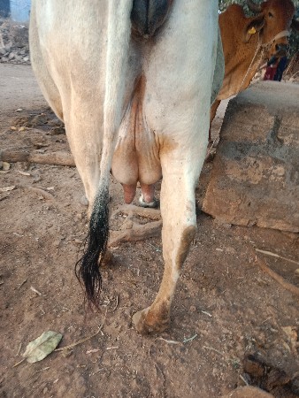 આ ગાય વેચવાની છે