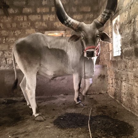બળદ વેચવાનો છે