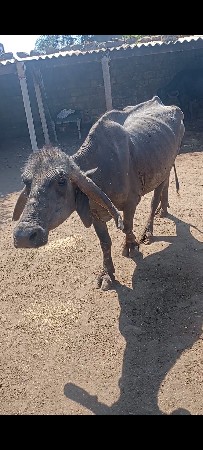 28હજાર ભેંસ