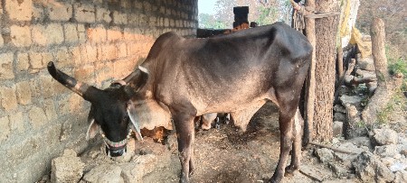 વેચવા નો સે