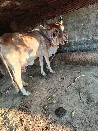 थंबनेल 3