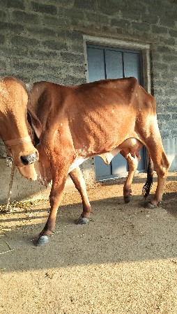 થંબનેલ 3