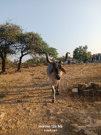 બળદ વેચવાનો છે