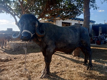 थंबनेल 2