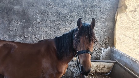 2 sandhi ghodi aapva ni chh