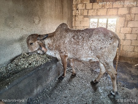 2 વેતર વ્યાસે