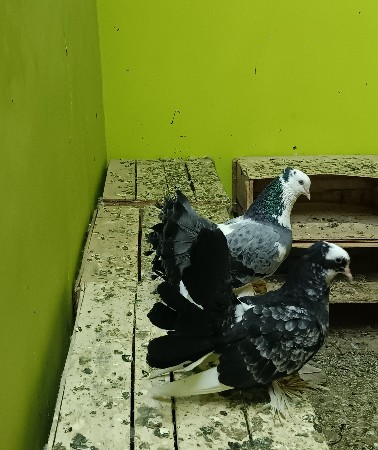 મોર પીંછ‌ નો જોટો દેવાનો છે