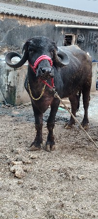 ખડેલી વેચવાની છે