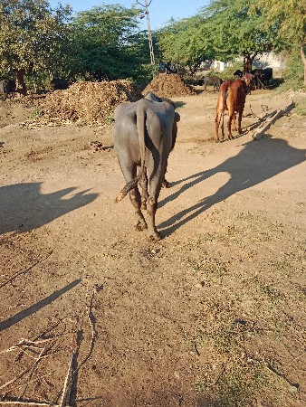 પાડો વેચવાનો ‌છે