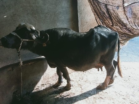 ભેંસ વેચવાની છે