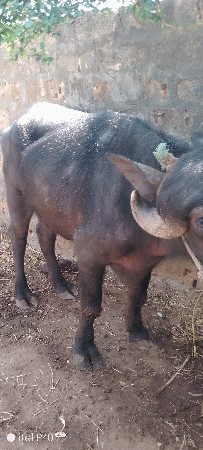 થંબનેલ 3